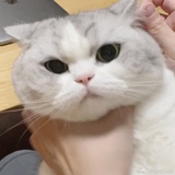 抓一只猫