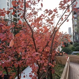 仰望天空的芦苇