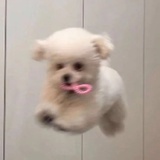 sismo