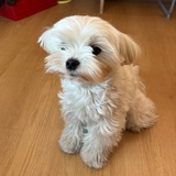 SharonTsoi
