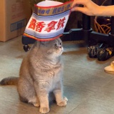 不吃饭会饿死