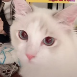 酸菜鱼v剧吧