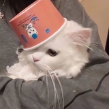 小猪佩琪琪