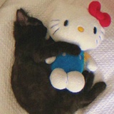 社会限量版人质