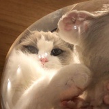 没猫的每一天