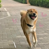 不是谁的妹妹