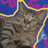 卡皮巴拉有俩猫