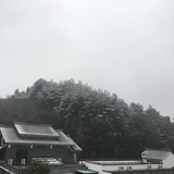 山南杜若