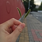 澜珈珈