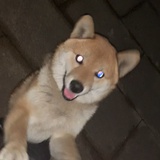 团团子