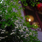 小米粥