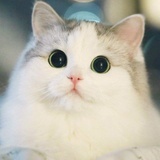 小南猫