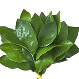 吃瓜专用小马甲