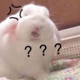 小白