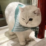 一粒猫