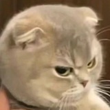 hiahiahia