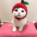 我就是三太子