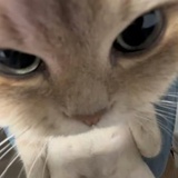 玉米笋