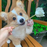 羊角小羊