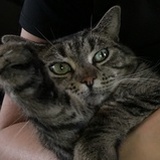 一颗驴屎蛋儿