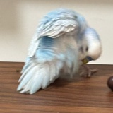 偷糖被绑架