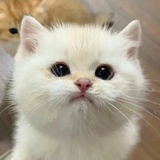 奶酪起司君