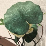 鹿鹿不痛