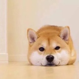 挞挞挞
