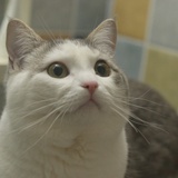 THE