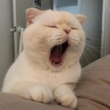 哈哈