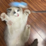 Ly