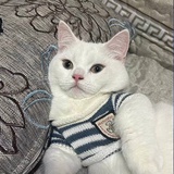 小猫乖乖.