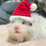 除了晚上都困