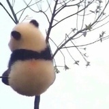 叫什么呢