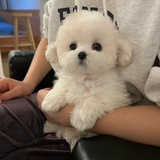 是你的铁柱