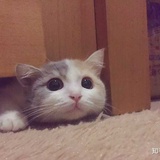 苏西
