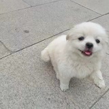 香菜十级爱好者