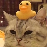 南风