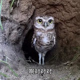 对对鸟