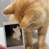 心碎盖勒特