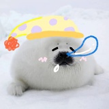豹怒的江湖骗子