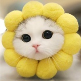一护