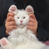 爱吃香菜的猪