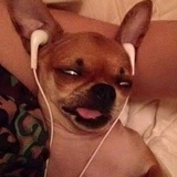 狗子