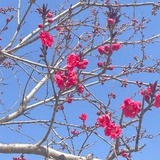 只愿你平安顺遂