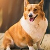 小小鹿