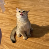 锅包肉