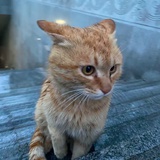 狮咪