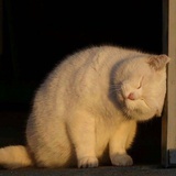 蜷着的猫