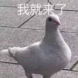 一只咕咕